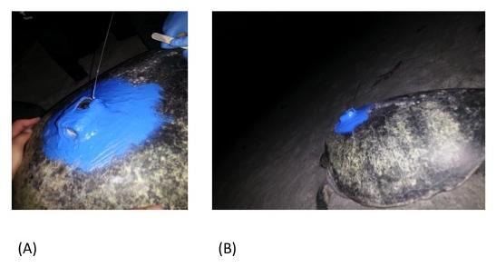 14 Figure 7: The placement of the SPOT5 transmitter on a turtle. (A) Close up on the SPOT5. (B) A turtle carrying a SPOT5 on return to the ocean.