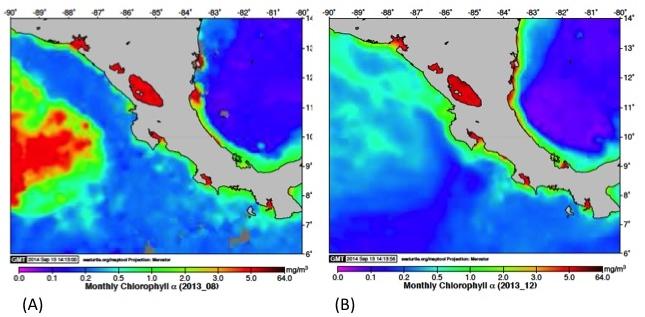 35 in the Gulf of Papagayo are subsidizing their migration and nesting energetics with opportunistic foraging, this would explain why those turtles moved out of the Gulf in search of possible food