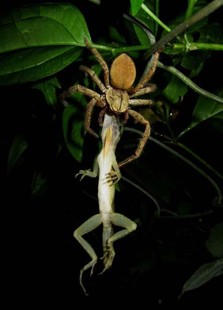 Fig. 1. Two views of a predation event by a huntsman spider (Sparassidae) on an adult male Norops rodriguezii in a patch of tropical deciduous forest at Chetumal, Quintana Roo, Mexico. ' Christian M.
