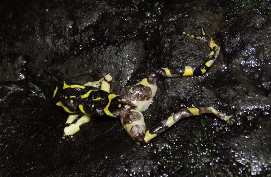 Fig. 5. An individual of Atelopus varius found dead and rotting at Uvita de Osa, and collected for further analysis. ' César L. Barrio-Amorós Conservation Remarks Savage s (2002) map (p.