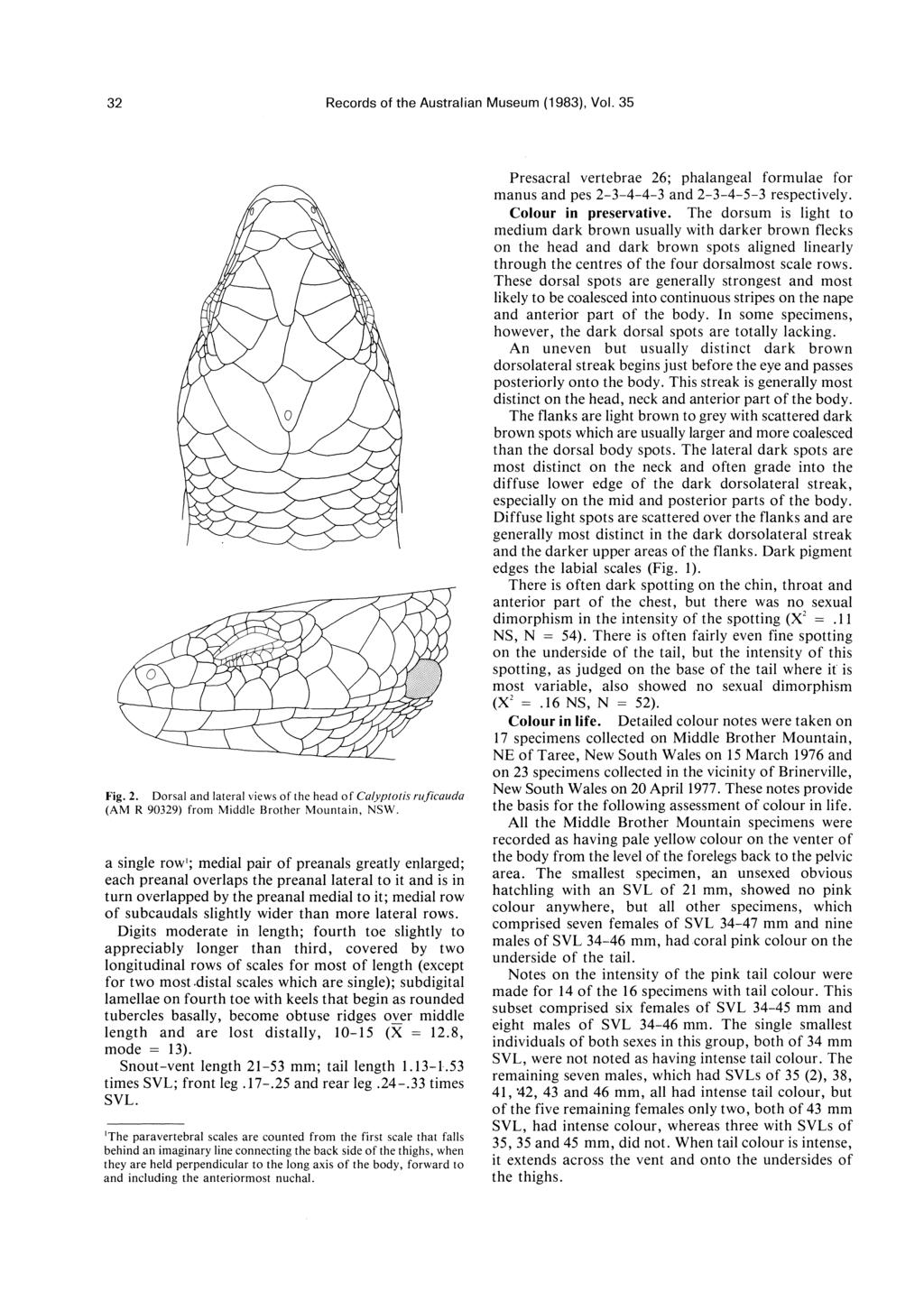 32 Records of the Australian Museum (1983), Vol. 35 Fig. 2. Dorsal and lateral views of the head of Calyplolis rlljicallda (AM R 90329) from Middle Brother Mountain, NSW.