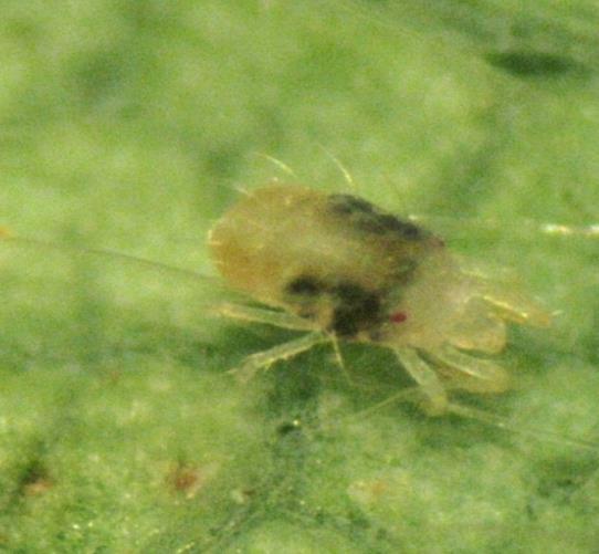 Two major mite pests Twospotted spider mite No. 1 pest in Ventura Co.