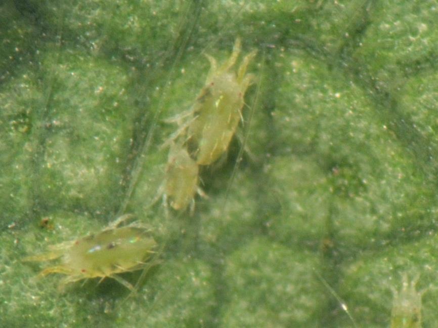 Two major mite pests Lewis spider mite Increasing as a pest on strawberry & raspberry
