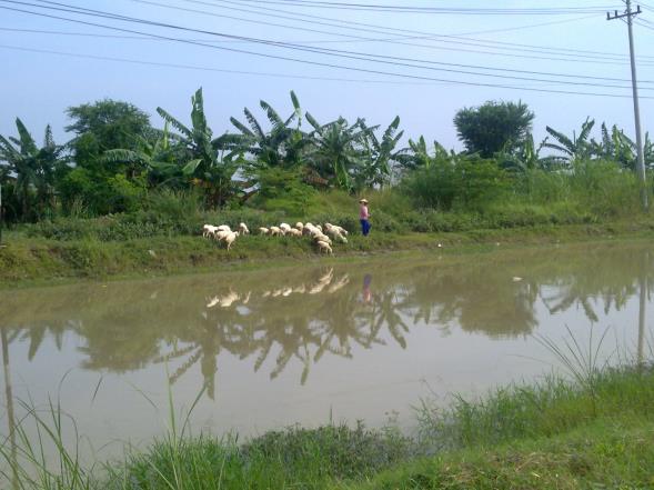Ponds could be contaminated by leptospires carried in the sheep s urine. Figure 4.