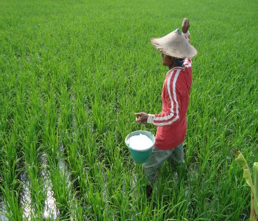 Observations of the paddy fields in Demak district were made during the sprouting, planting, and growing phases.