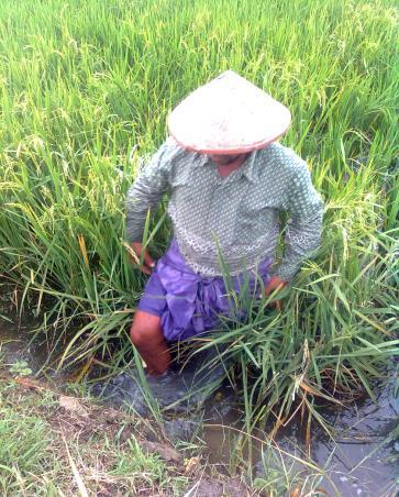 It was observed that they did not wear boots or gloves when they worked in the paddy fields. The majority of farmers worked in the paddy fields for six hours a day on average.
