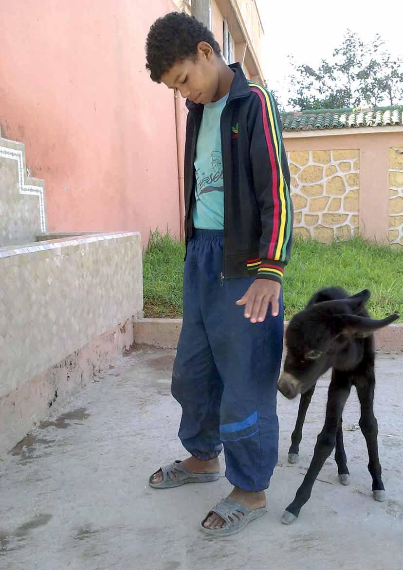 Case file: When 12-year-old Abdelhak spotted a sick donkey foal abandoned at his local souk in Morocco, he knew exactly what to do: Abdelhak had recently visited the nearby SPANA centre as part of