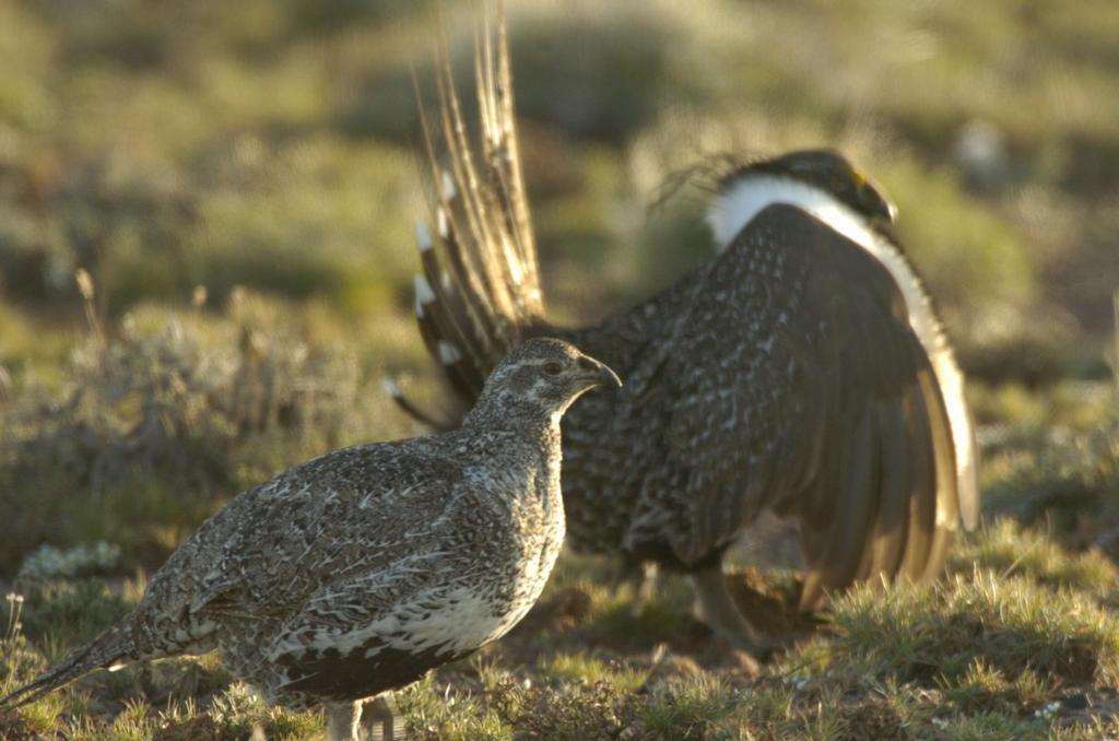 The Greater Sage-grouse: Life History, Distribution, Status and