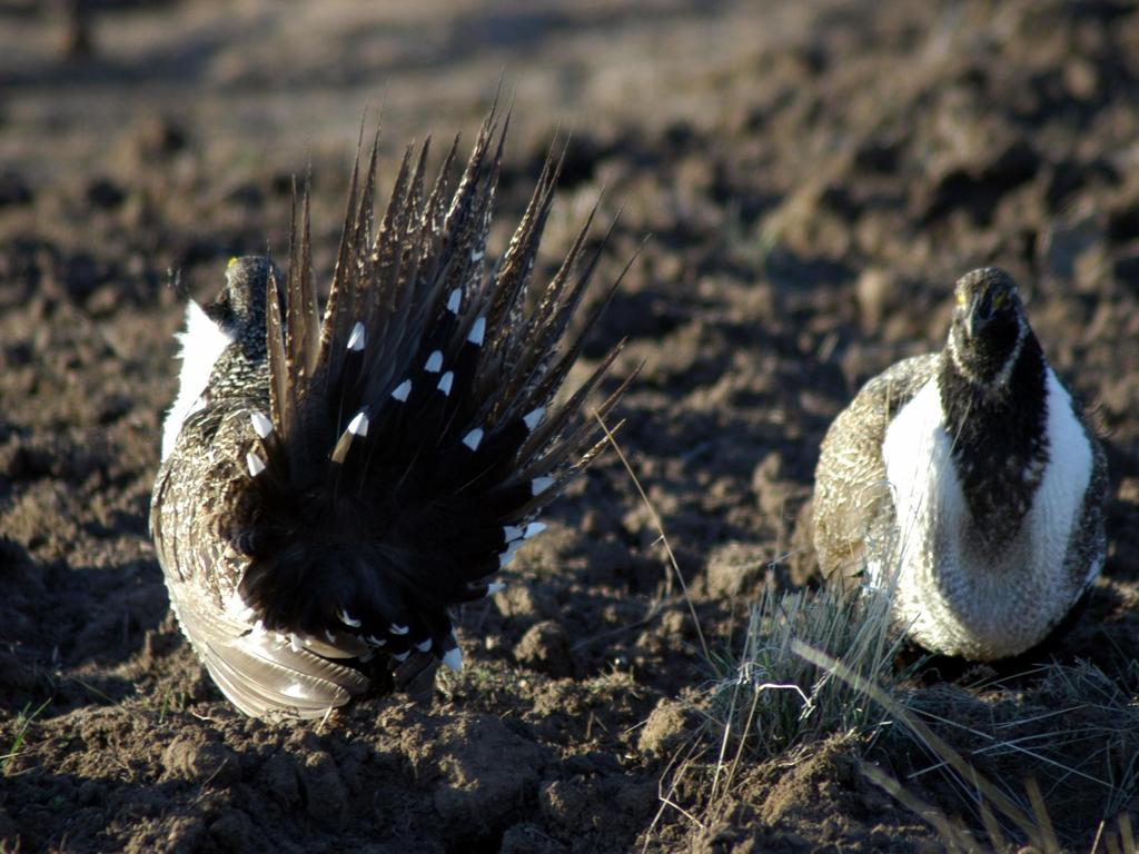 Sage-grouse Population Status Surveyed 738 different leks in Nevada of which 405 were active (per definition) in 2011 Observed a total of 7,755 male sage-grouse