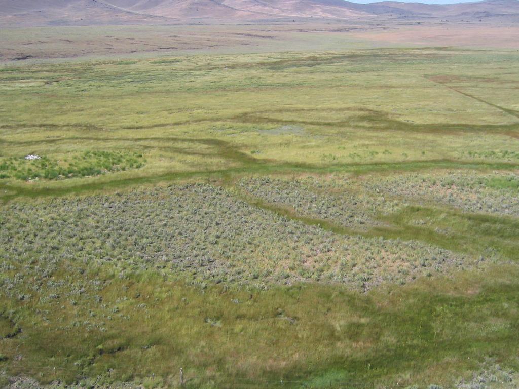 Summer/Late Brood Rearing Habitat Use riparian corridors, wet meadows, irrigated fields and alfalfa pivot edges; Movement to higher elevation sites can occur during this phase; These areas are
