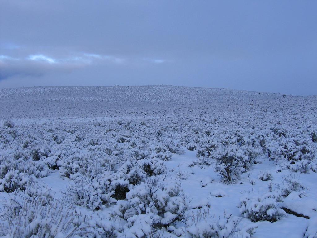 Winter Habitat These sites are often dominated by big sagebrush species, especially during period of elevated snow depths; Shrub canopy cover on winter ranges varies from 6% to 43% (Schroeder et al.