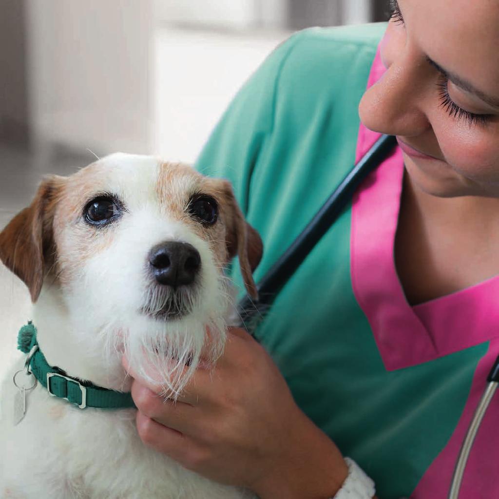 VOICE OF THE PROFESSION Veterinary professionals continue to be the main source of pet care advice, with 70% of pet owners using vets for information.