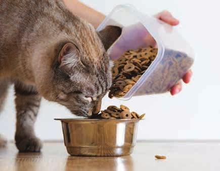 When considering how much to feed their pet, many owners seemingly still rely on common sense or past experience to make a decision.