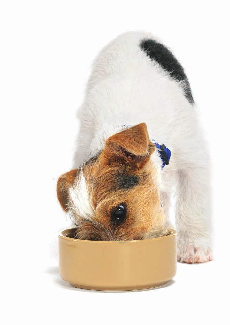 It contains everything your pet needs. So as soon as you feed anything extra, such as treats, your pet s body must do something with the extra calories.