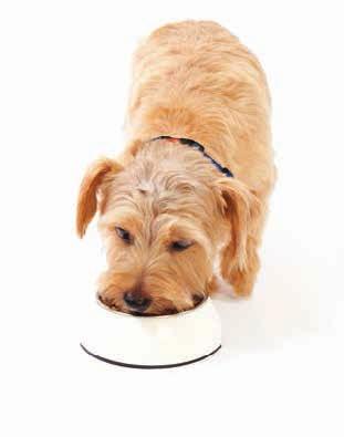 A pet s age, weight and body shape, energy requirements, alongside packet feeding guidelines and veterinary advice should all be taken into account when