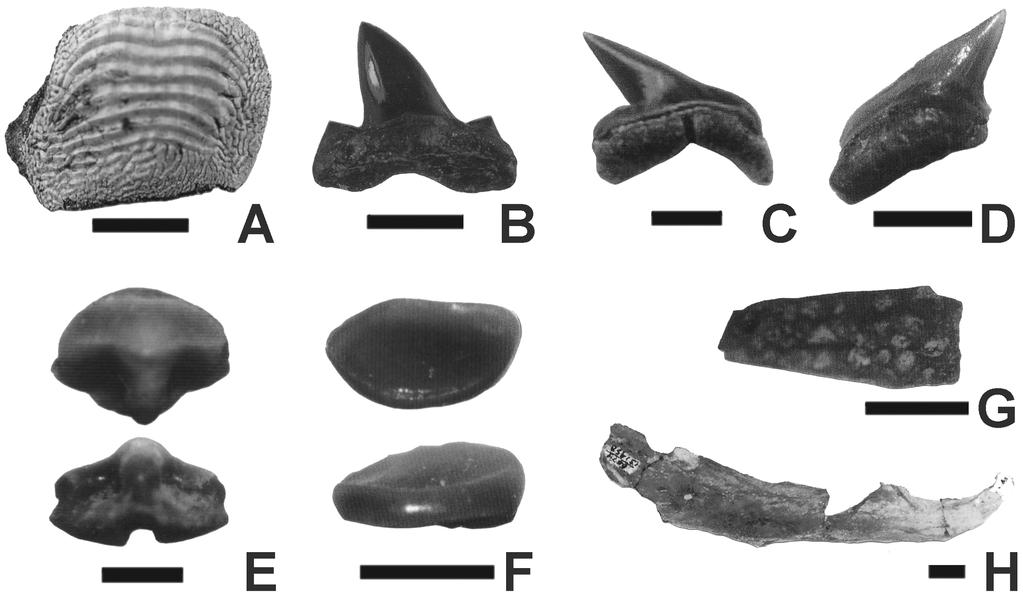 195 FIGURE 2. Representative specimen of fossil fishes from Smoky Hill Chalk of Kansas that are substantiated only by published abstracts (i.e., pending formal descriptions by their authors).