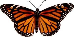 Automimicry Danaus plexippus Monarch butterflies feed on milkweed and accumulate toxic cardenolides.