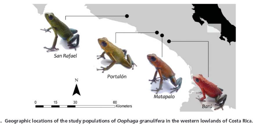 Polymorphism 9 Polymorphism Oophaga Geographic locations of study populations and their color patterns.