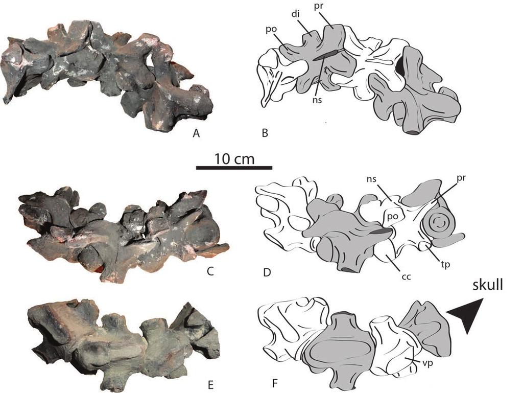 CADENA & PARHAM A NEW PROTOSTEGID FROM THE LOWER CRETACEOUS OF COLOMBIA 7 Figure 4. Desmatochelys padillai. Cervical vertebrae 4 to 7, holotype FCG CBP 01. A, B, dorsal view. C, D, left lateral view.