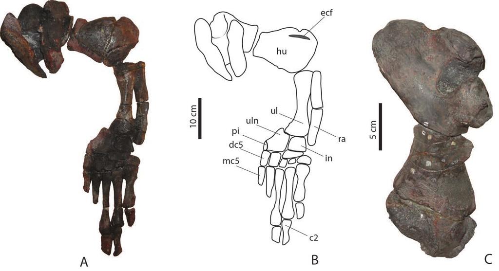 8 PALEOBIOS, VOL. 32, SEPTEMBER 2015 Figure 5. Desmatochelys padillai. Left paddle, holotype FCG CBP 01. A, B, dorsal view. C, left humerus isolated in ventral view.