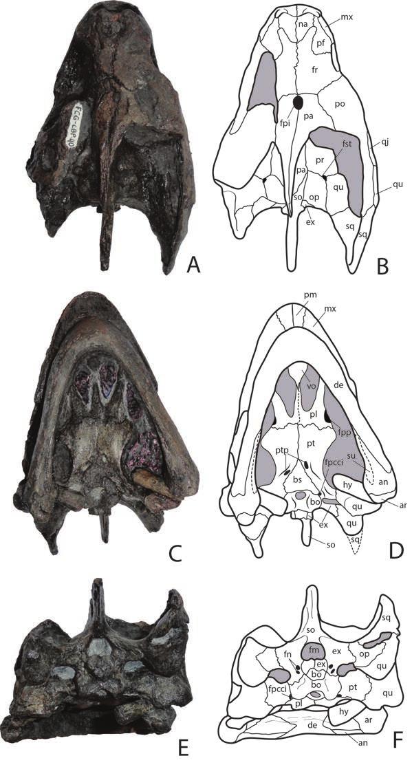 10 PALEOBIOS, VOL. 32, SEPTEMBER 2015 Figure 7. Desmatochelys padillai skull, FCG CBP 40. A, B, dorsal view. C, D, ventral view. E, F, posterior view. G, H, right lateral view. I, J, anterior view.