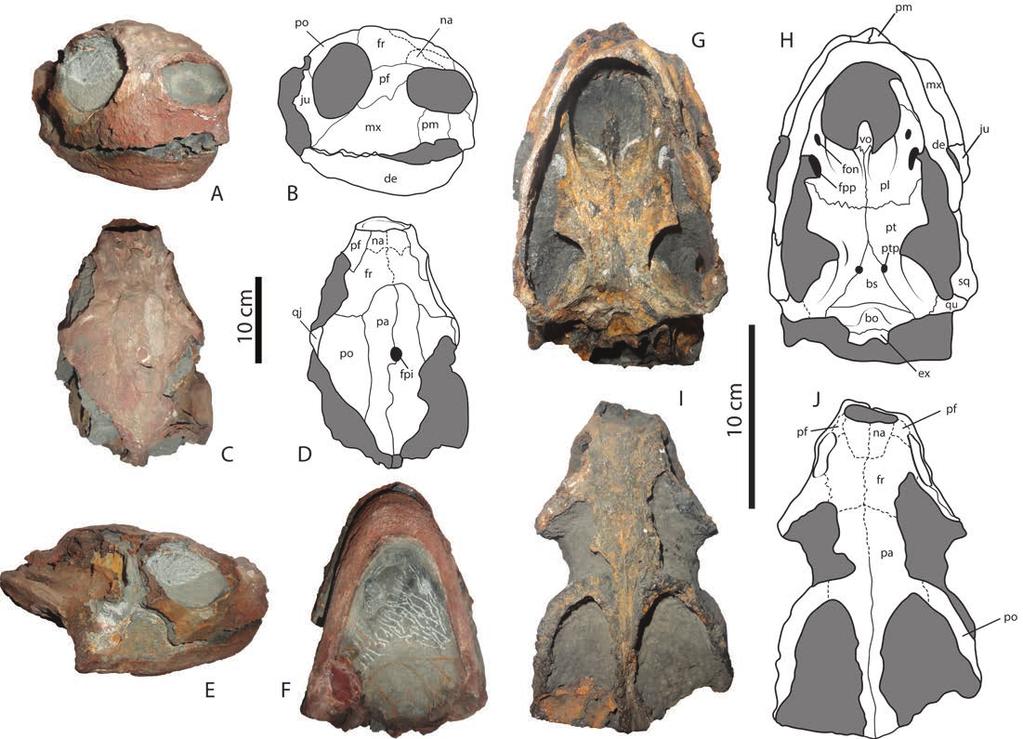 CADENA & PARHAM A NEW PROTOSTEGID FROM THE LOWER CRETACEOUS OF COLOMBIA 11 Figure 8. Desmatochelys padillai. Skull, CG CBP 13. A, B, anterolateral view. C, D, dorsal view. E, right lateral view.