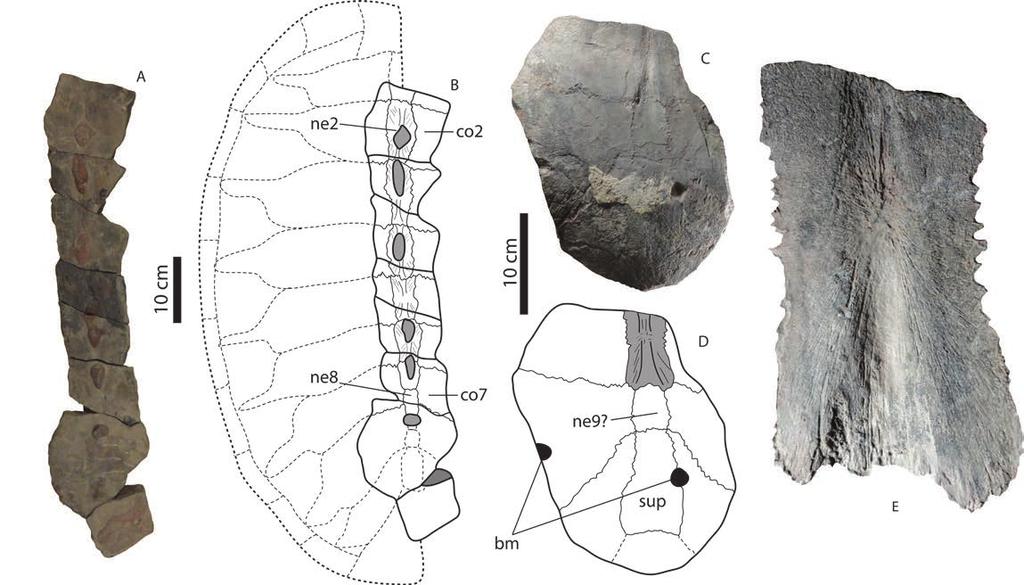 12 PALEOBIOS, VOL. 32, SEPTEMBER 2015 Figure 9. Desmatochelys padillai carapace fragments. A, UCMP 38245A in dorsal view including neurals 2-8, and the medial portion of costals.