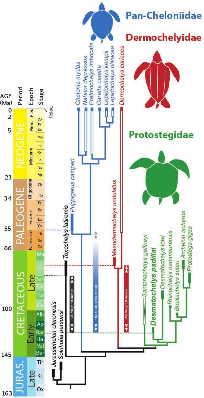 16 PALEOBIOS, VOL. 32, SEPTEMBER 2015 Figure 12. Chronostratigraphic distribution of Pan-Chelonidoidea clade matching the topology presented in Figure 11.