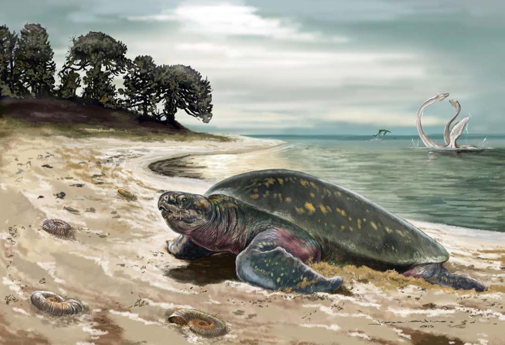 PaleoBios 32:1 42, September, 2015 PaleoBios OFFICIAL PUBLICATION OF THE UNIVERSITY OF CALIFORNIA MUSEUM OF PALEONTOLOGY Edwin A. Cadena and James F. Parham (2015). Oldest known marine turtle?