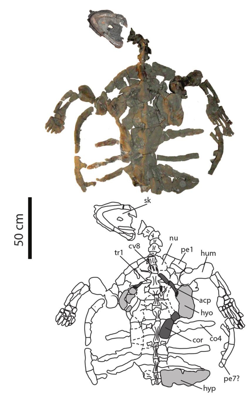 4 PALEOBIOS, VOL. 32, SEPTEMBER 2015 Figure 2. Desmatochelys padillai preserved in ventral view, holotype FCG CBP 01.