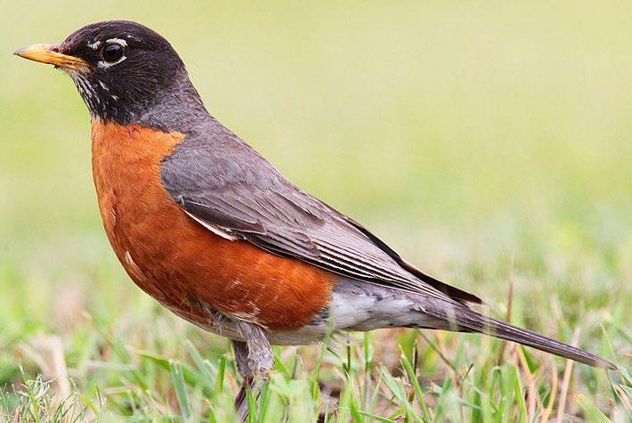 American Robin Sound: Robins have one of the most familiar bird songs, a string of clear whistles that sounds like cheerily cheer-up cheerio, sung over and over. Size: 25 centimeters.