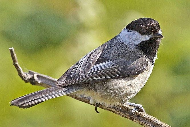 Colour Pattern: Black-capped chickadees have a black cap and throat, white cheeks and a grey back. Their white bellies have olive-buff on the sides. Their wings are grey with white edges.