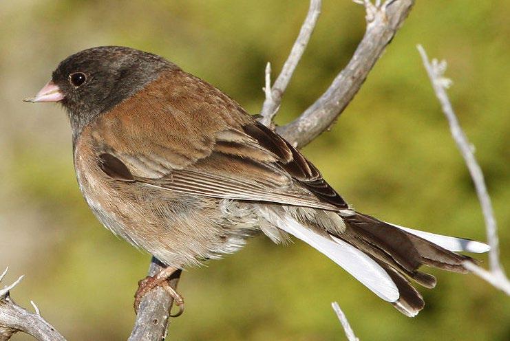 Dark-eyed Junco Sound: The Dark-eyed Junco s song is high pitched. It can be heard as the bird forages for food or when it takes short, low flights through bushes or trees.