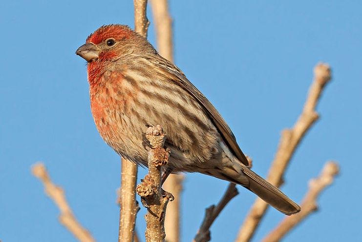 House Finch Sound: Their song is a long series of warbled notes ending in a zeeee. Size: 15 centimeters. Shape: Typical finch body shape with fairly large beaks, long head and short wings.