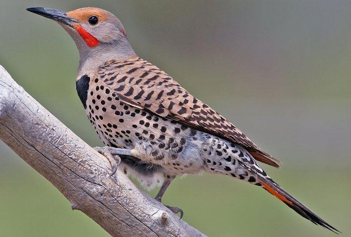 Colour Pattern: Flickers generally appear brownish in colour with small black spots, bars and crescents over their bodies. They have a black bib and red cheeks.