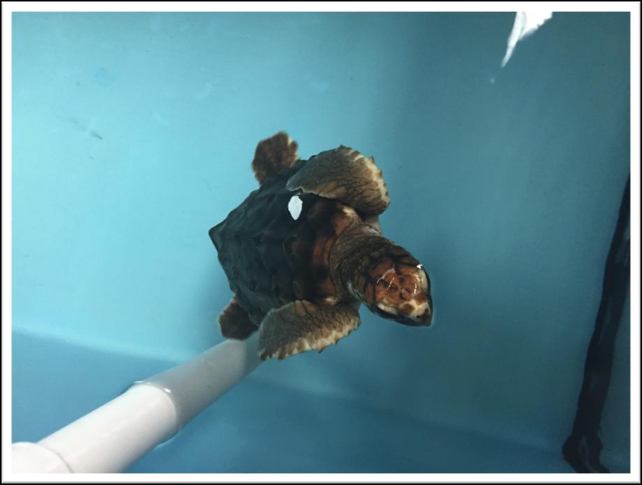 Materials and Methods: Animals: For both experiments, juvenile loggerhead sea turtles (Fig.