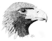 Golden Eagle Aquila chrysaetos 1.