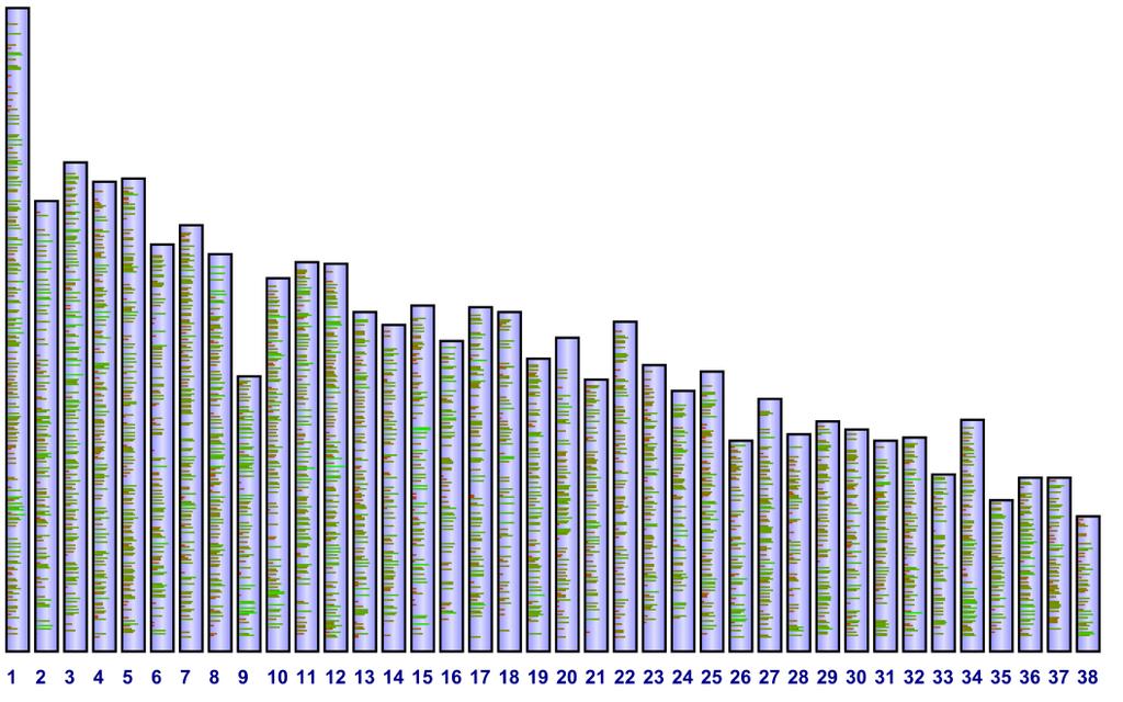 SNPs = Single Nucleotide Polymorphisms (170K) On 38 canine chromosome pairs Green bars: Screening thousands of SNPs
