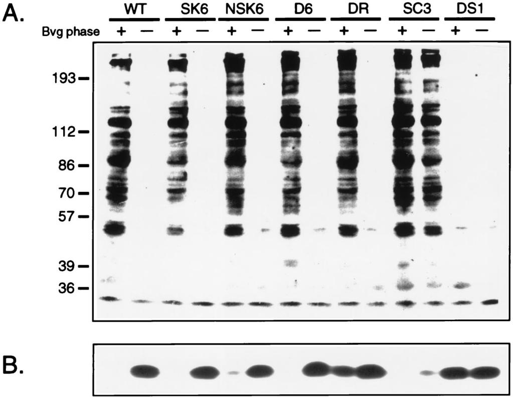 VOL. 66, 1998 B. PERTUSSIS Bvg-MEDIATED REGULATION IN VIVO 2765 FIG. 1. Western blot analysis of the antigenic profiles of wild-type and mutant B. pertussis strains.