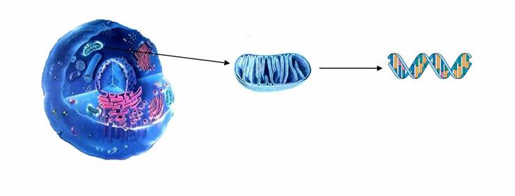 Mitochondrial DNA characterization