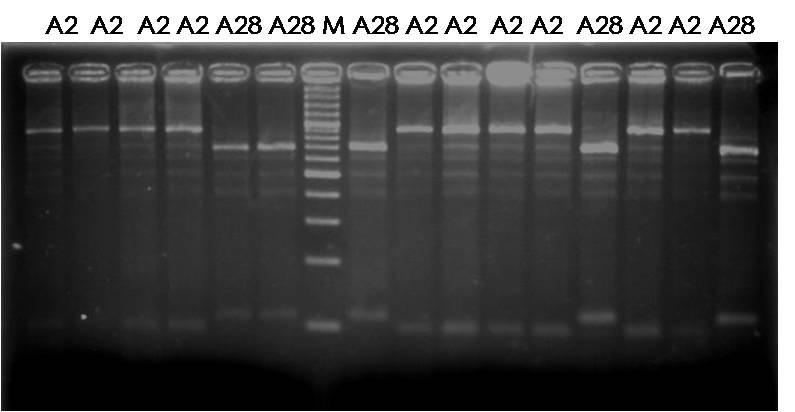 Mitochondrial DNA characterization This molecule accumulates mutations