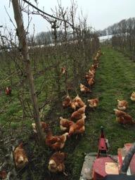 Figure 3: Attraction of chickens after tree strip cultivation Laying percentage was also measured to compare laying performance with other Dutch organic chicken rearing systems (Leenstra et al.