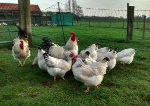 2.5. Dual purpose breeds Currently, in the Fruittuin van West hybrid laying hens are reared.
