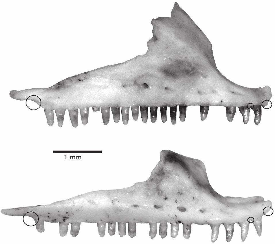 Rej and Mead: Morphometric Analysis of Uta stansburiana and Urosaurus ornatus MORPHOMETRIC ANALYSIS OF UTA STANSBURIANA AND UROSAURUS ORNATUS 159 Fig. 4.