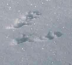 Tree Squirrel Tracks Front feet are placed side by side Tracks will show splayed toes and no hair prints