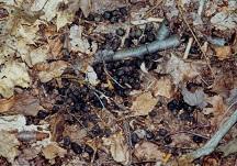 more numerous than rabbit droppings Deer pellets are angular while rabbit