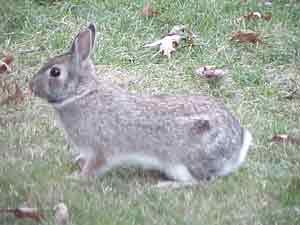 The Cottontail Rabbit Shorter ears than jackrabbits White cotton-like tail Weigh
