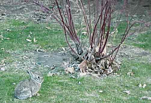 Habitat Modification Some shrubs may be less browsed by rabbits than others Shrubs