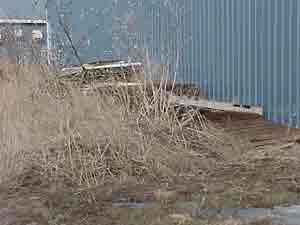 Remove Rabbit Harborage Clean up brush piles Mow tall grass Prune low-growing shrubs Store