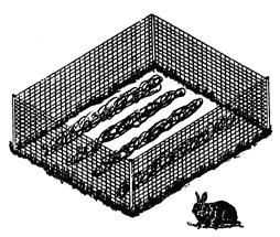 Fencing is Very Effective Use fence with < 1 ½ mesh Cottontails Image: University of